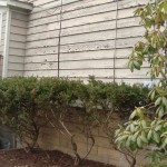 Before picture of home siding
